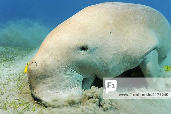 Dugong Dugong Dugon Feeding On Seagrass Bed With Golden Trevallys Gnathanodon Speciosus Great Barrier Reef Unesco World Heritage Site Cairns Queensland Australia Pacific