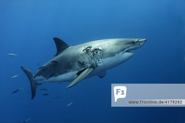 Weißer Hai (Carcharodon carcharias)  Insel Guadalupe  Mexiko  Pazifik  Nordamerika