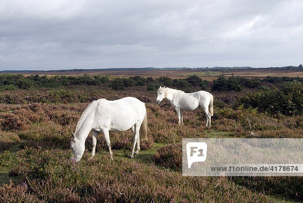Pferde im New Forest Dorset Hamshire England  Europe