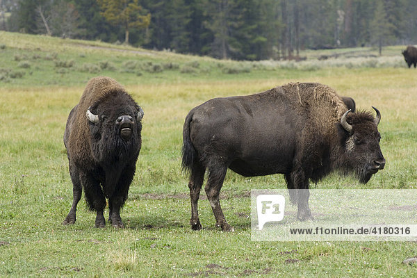 Amerikanischer Bison (Bison bison)  Bulle flehmt  Yellowstone Nationalpark  Wyoming  Vereinigte Staaten von Amerika