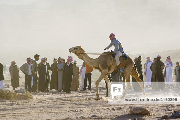 Zieleinlauf bei Kamelrennen in der Wüste  Wadi Rum  Jordanien  Naher Osten