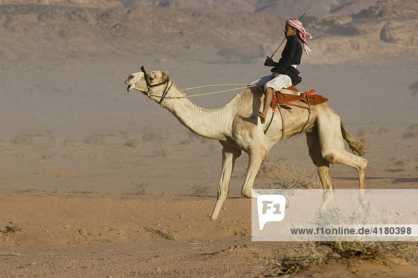Camel race in the desert  Wadi Rum  Jordan  Middle East