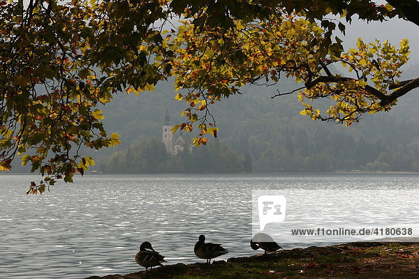 Ducks at Lake Bled  Bled  Slovenia