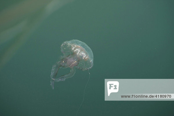 Jellyfish (Cnidaria) at a small marina in Castelsardo  Sardinia  Italy  Europe