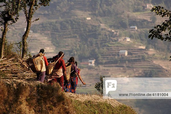 Female farmworkers carrying collected cow manure in baskets to the terraced fields surrounding Nagarkot  Nepal  Asia