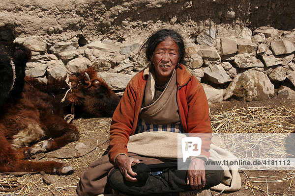 Farmwoman seated with her cow  Nepal  Asia
