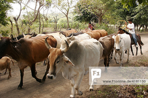 Children riding on horseback driving a cattle herd to pasture land on Ometepe Island  Nicaragua  Central America