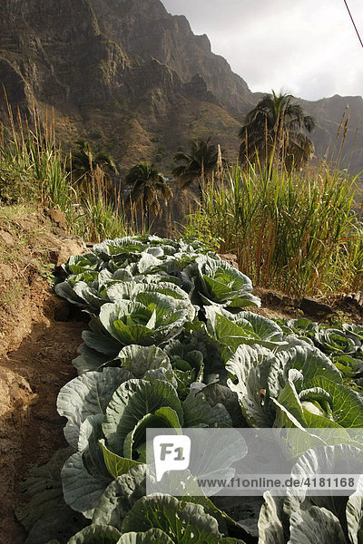 Gemüse-Anbau im fruchtbaren Paul-Tal auf der Insel Santo Antao  Kap Verde  Kapverdische Inseln  Afrika