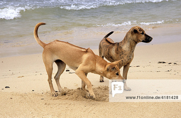 Thai Ridgeback dogs on the beach at Phu Quoc  Vietnam  Asia