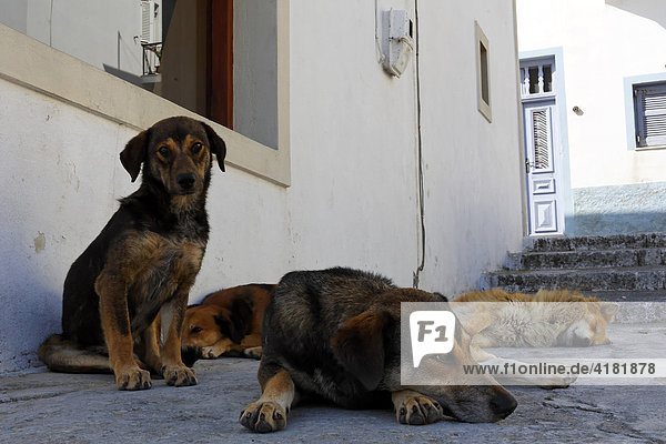 Hunde vor einem Haus auf Santorin in der Ägäis  Griechenland