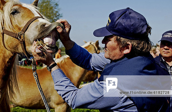 Horse market