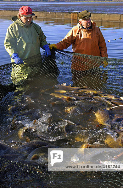 Breeding pond fishing