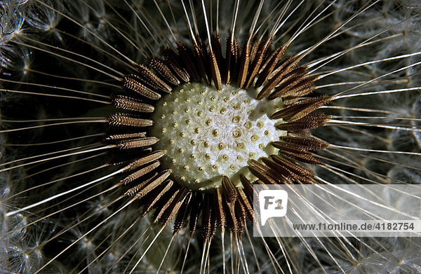 Blowball dandelion