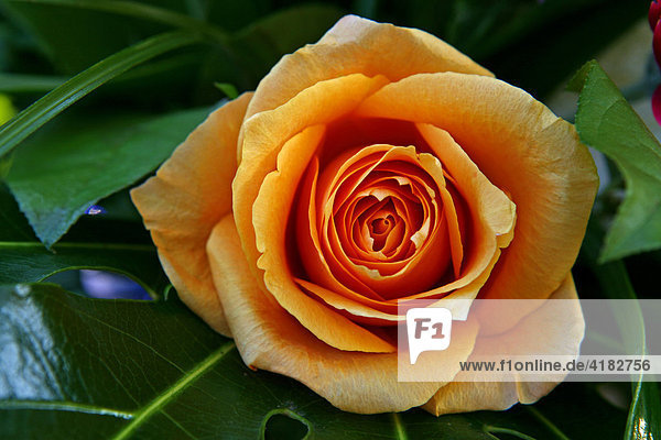 Yellow rose
