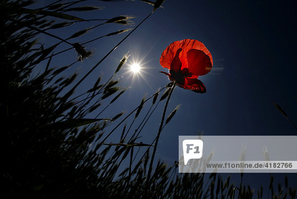 Corn poppy is being lit - Lausitz