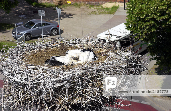 | young storks in the so called dead position in the nest of the White Stork Center in Vetschau