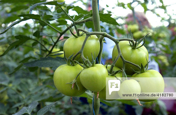 Green tomatoes in a greenhouse