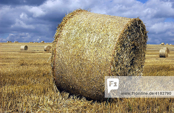 Rolled hay in a field|
