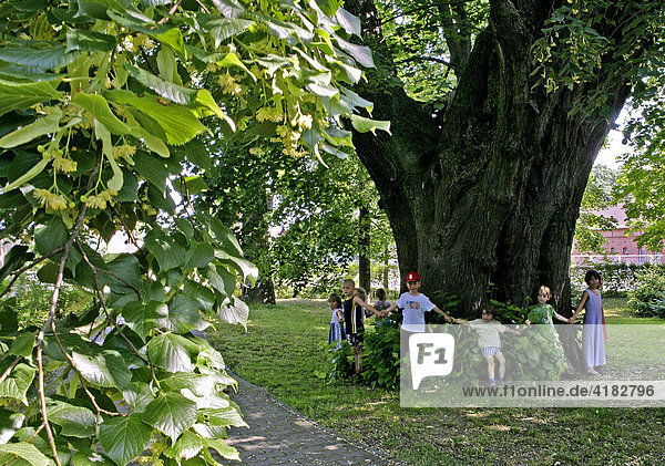 Children are measuring the girth of an ancient lime tree