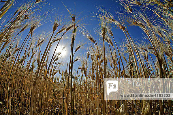 Grainfield in the sunshine  contorted