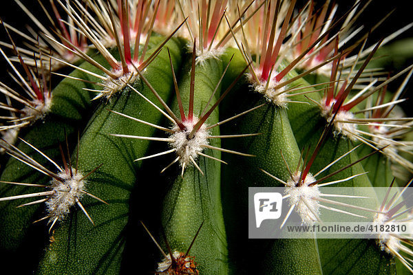 Spines of a cactus