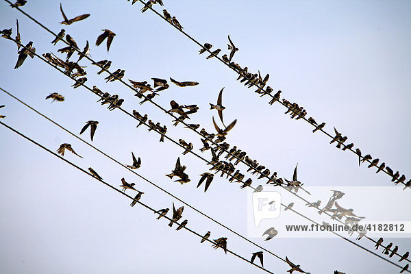 Young swallows (Hirundinidae) sitting on wires