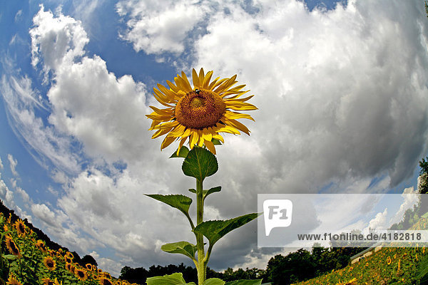 Sunflower in the field  distorted