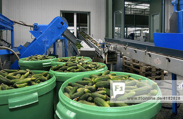 Handling of cucumbers in the Spreewald