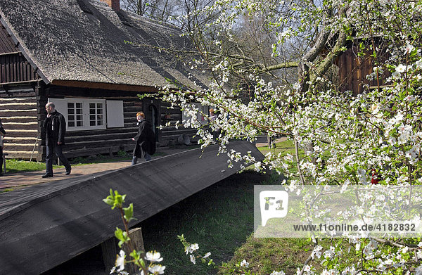 Spring in the Spreewald  Tourists are ambling in front of wooden houses with thatched roofs  open-air museum Lehde  Spreewald  Brandenburg  Germany