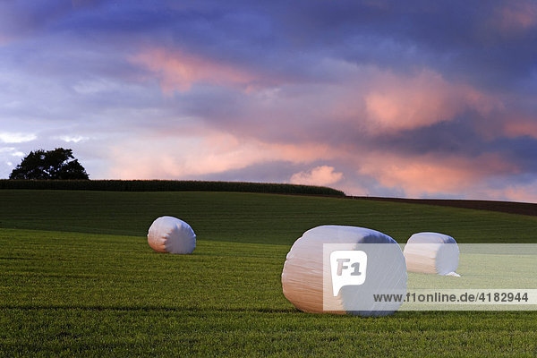 Hay bales wrapped in plastic in a field near Pierrafortscha  Fribourg  Switzerland