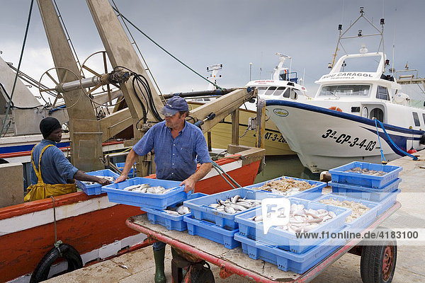 Fischer verladen den Fang für den Fischmarkt im Hafen von Peniscola  Costa Azahar  Spanien  Europa