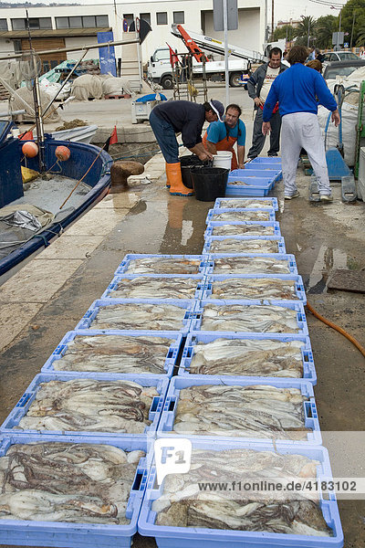 Fishermen reload octupus in boxes  Peniscola  Costa Azahar  Spanien  Europa