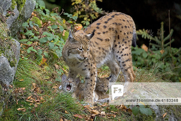 Eurasischer Luchs (Lynx lynx) mit Jungtieren  Nationalpark Bayerischer Wald  Deutschland
