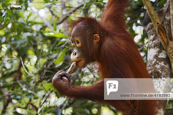 Orang-Utan (Pongo pygmaeus) im Tanjung Puting National Park  Zentral-Kalimantan  Borneo  Indonesien