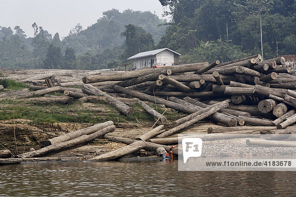 Gefällte Bäume am Fluß Sungai Mahakam  Ost-Kalimantan  Borneo  Indonesien