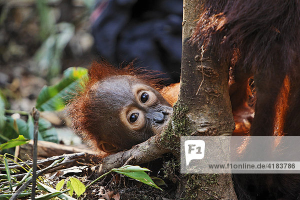 Orang-Utan (Pongo pygmaeus) im Tanjung Puting National Park  Zentral-Kalimantan  Borneo  Indonesien