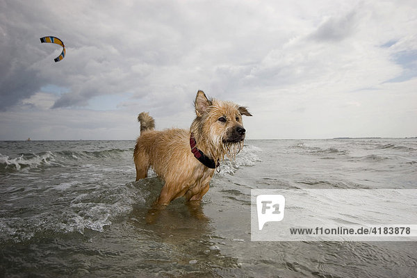 Hund in der Ostsee