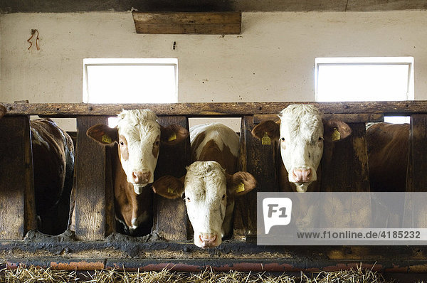 Drei Kühe im Kuhstall
