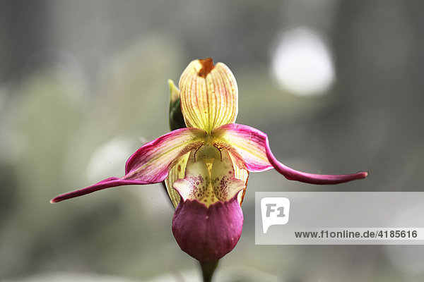 Orchidee (Orchidaceae)  Bali  Indonesien  Asien