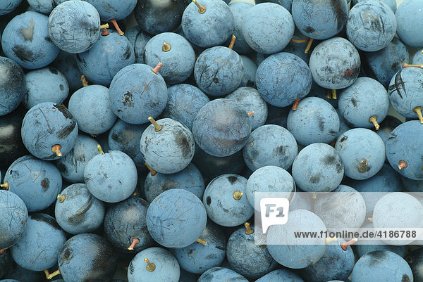 Naturbelassene Schlehen  Schlehdornfrüchte  Prunus spinosa  Lebensmittel