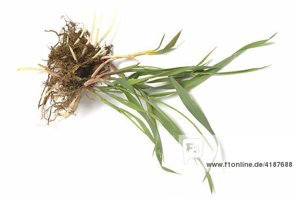 Queckenwurzel  Quecke (Elymus repens)  Heilpflanze
