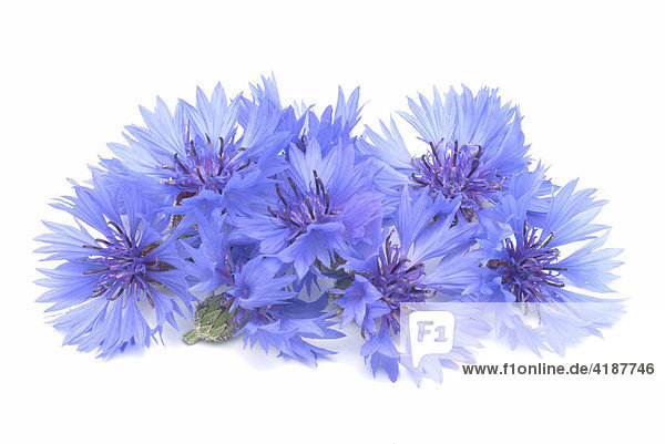 Heilpflanze Kornblume (Centaurea cyanus)