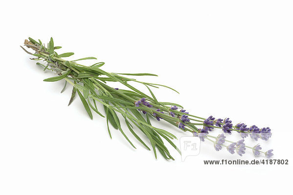 Heilpflanze Lavendel (Lavandula angustifolia Lavandula officinalis Lavandula vulgaris)