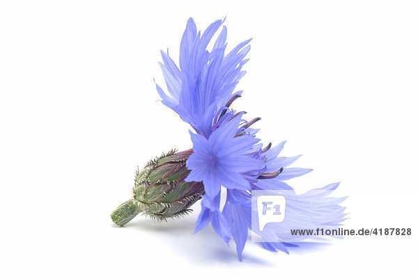 Heilpflanze Kornblume (Centaurea cyanus)