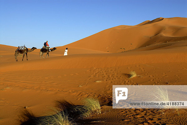 Camel rider being guided through the desert  Erg Chebbi  Merzouga  Morocco  North Africa