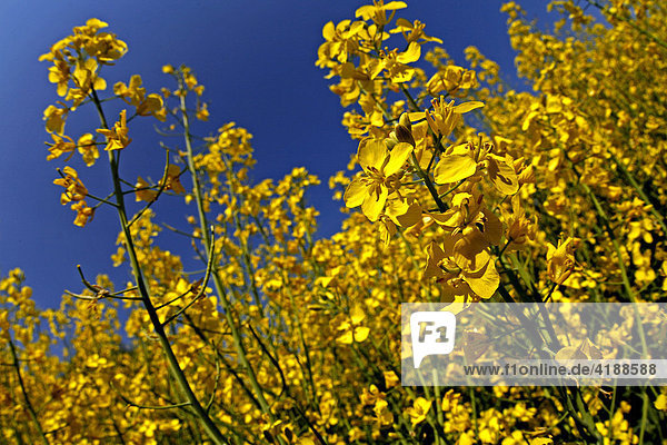 Rape blossom in rape field