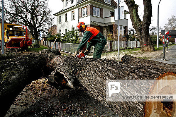 Man sawing trunks in pieces