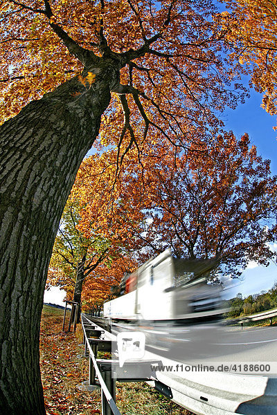 Colourful leaves of a high trunk oak tree  van passing by