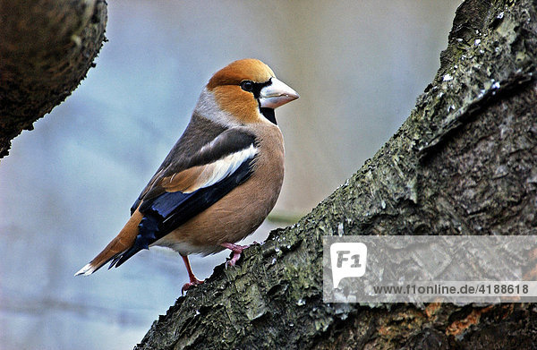 Hawfinch (Coccothraustes coccothraustes) perched on a cherry tree