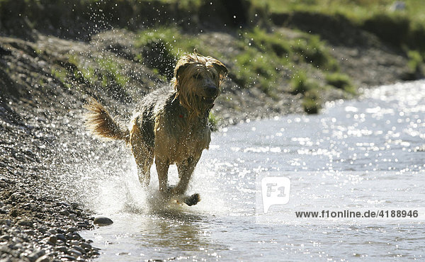 Muenchen  DEU  05.10.2004 - Ein Hund laeuft durch das flache Wasser der Isar.